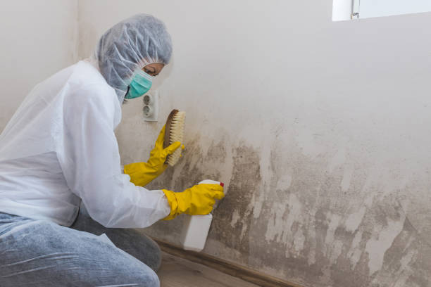 Professional Mold Removal in Dellwood, MO