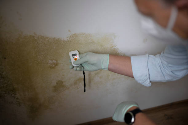Best Certified Mold Removal  in Dellwood, MO