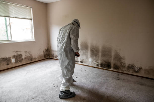Best Mold Cleaning Services  in Dellwood, MO